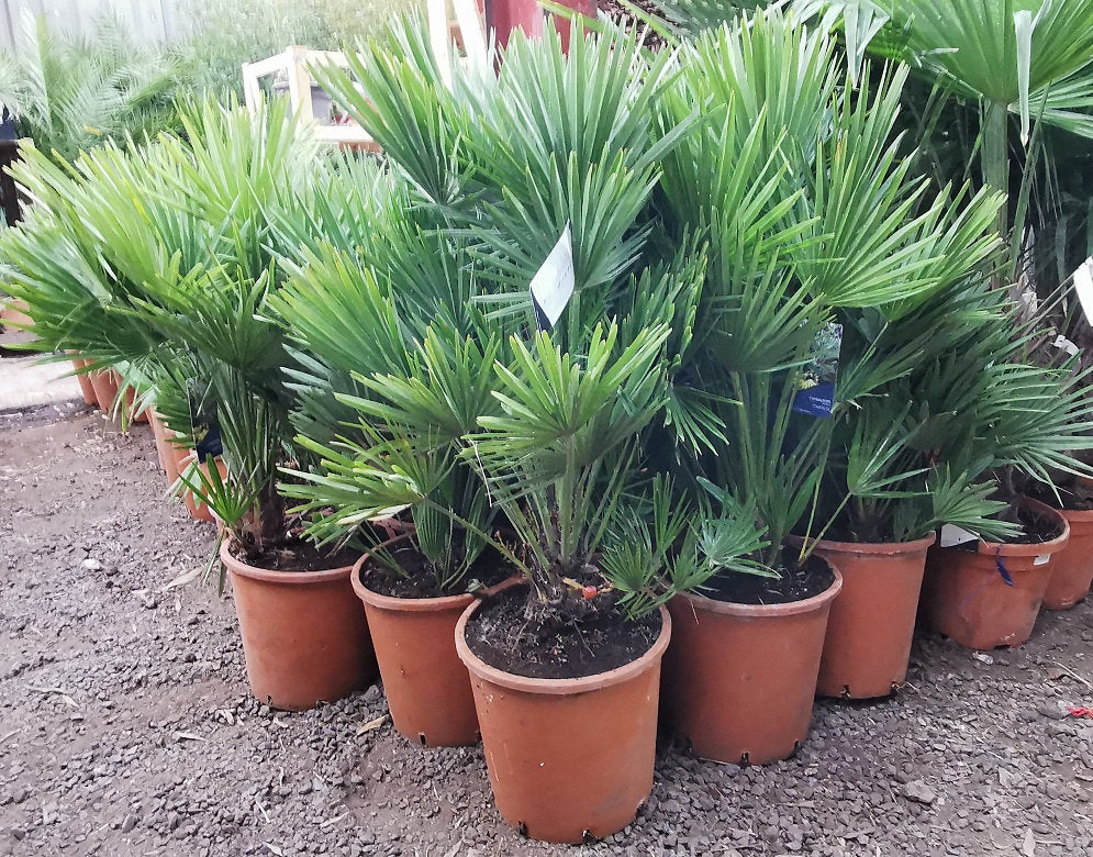 Vulcano European Fan Palm (Chamaerops Humilis 'Vulcano') - Imported