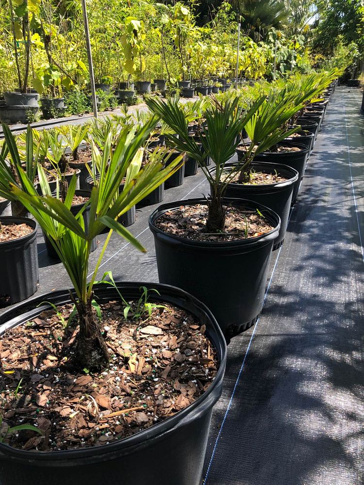 Miniature Chusan Palm (Trachycarpus Wagnerianus) - Imported