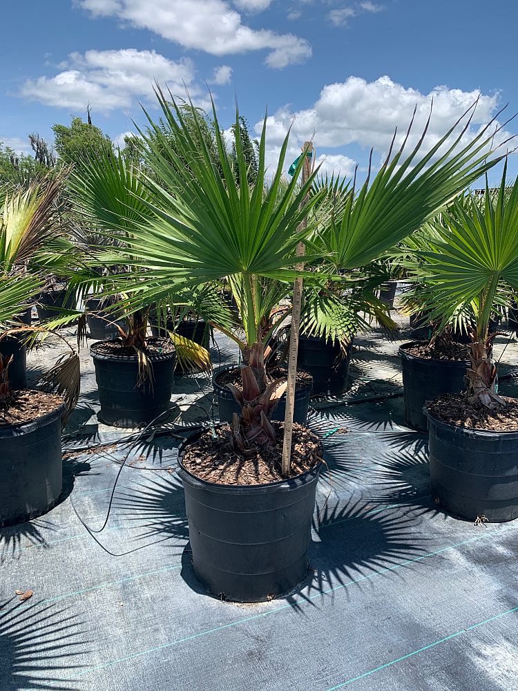 Mexican Fan Palm (Washingtonia Robusta) - Imported