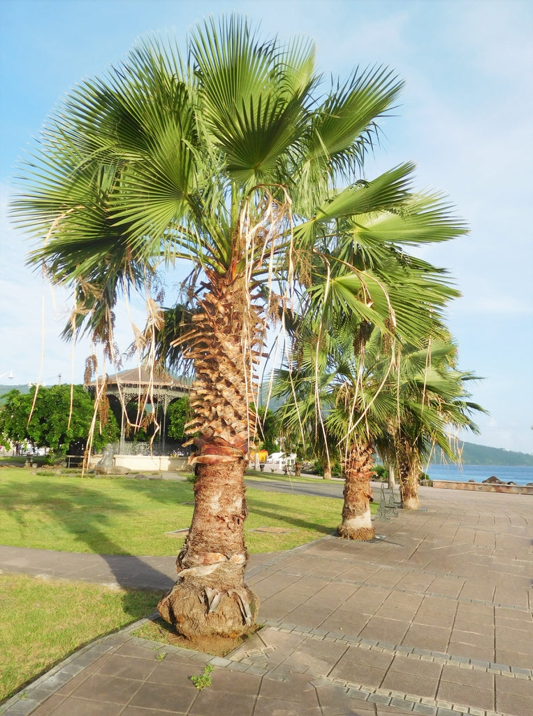 Mexican Fan Palm (Washingtonia Robusta) - Imported