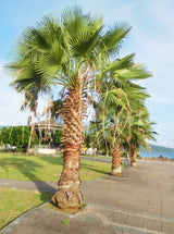 Mexican Fan Palm (Washingtonia Robusta) - Imported